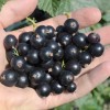 Ríbezľa čierna krík (Ribes nigrum) JUBILEJNAJA KOPANIJA