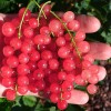 Rote Johannisbeere Stamm (Ribes rubrum) ROSETTA