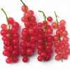 Rote Johannisbeere Stamm (Ribes rubrum) ROSETTA