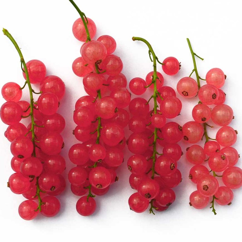 Rote Johannisbeere Stamm (Ribes rubrum) ROSETTA