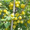 Sibírska slivka (Prunus x hybrid) GEK