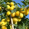 Sibírska slivka (Prunus x hybrid) GEK