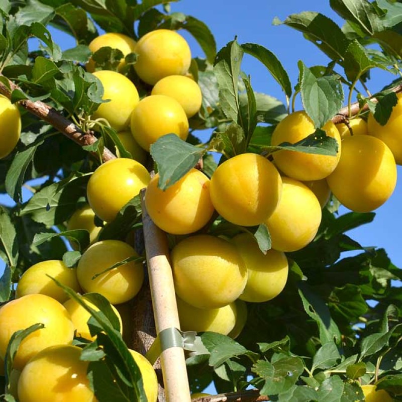 Sibírska slivka (Prunus x hybrid) GEK