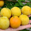 Sibírska slivka (Prunus x hybrid) GEK