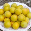 Sibírska slivka (Prunus x hybrid) GEK