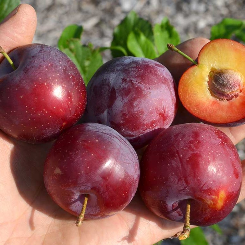 Sibírska slivka (Prunus x hybrid) KOMETA POZDNAJA