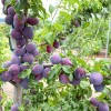 Sibírska slivka (Prunus x hybrid) KOMETA RANNAJA