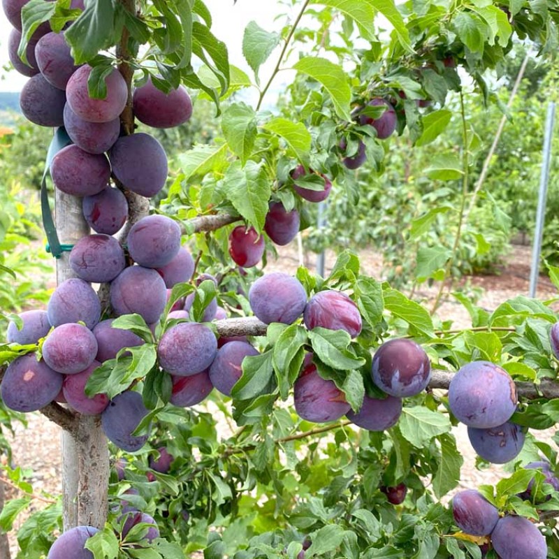 Sibírska slivka (Prunus x hybrid) KOMETA RANNAJA