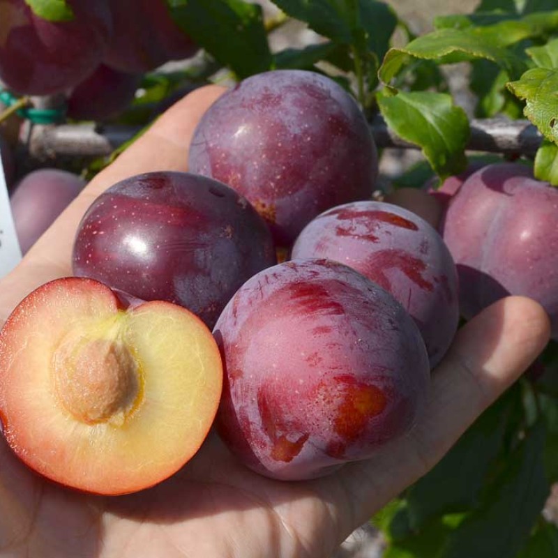 Siberian plum (Prunus x hybrid) MALINOVAYA