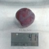 Siberian plum (Prunus x hybrid) MALINOVAYA