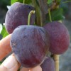 Sibírska slivka (Prunus x hybrid) OBILNAJA