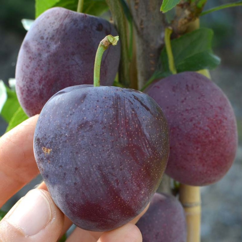 Sibírska slivka (Prunus x hybrid) OBILNAJA