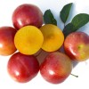 Sibirische Pflaume (Prunus x hybrid) PLAMENNAJA