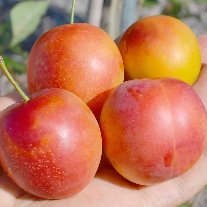 Sibírska slivka (Prunus x hybrid) SKOROPLODNAJA
