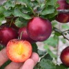 Sibírska slivka (Prunus x hybrid) SVERCHRANNAJA