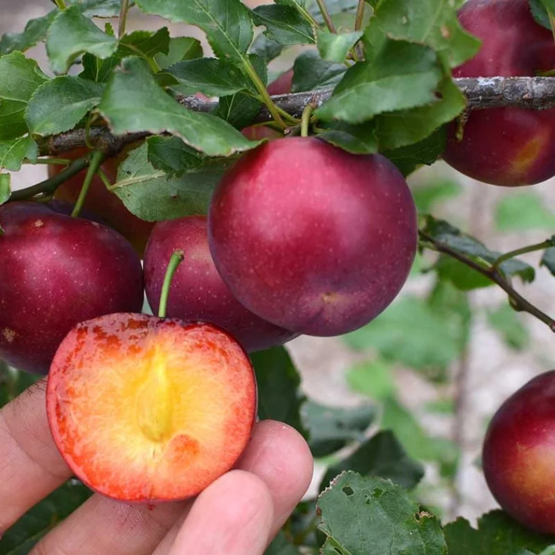 Siberian plum (Prunus x hybrid) SVERKHRANNAYA