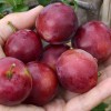 Sibírska slivka (Prunus x hybrid) SVERCHRANNAJA