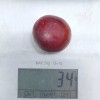 Sibírska slivka (Prunus x hybrid) SVERCHRANNAJA