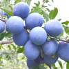 Pflaume (Prunus domestica) AZURA®