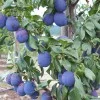 Plum (Prunus domestica) HAGANTA®
