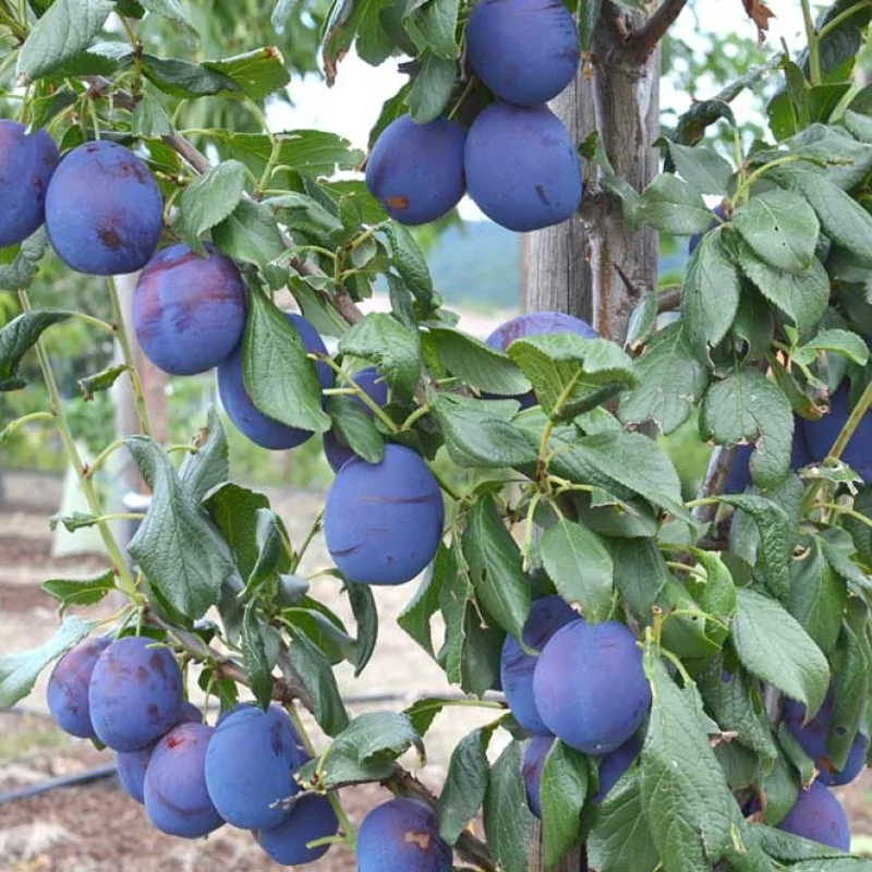 Plum (Prunus domestica) HAGANTA®