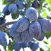 Plum (Prunus domestica) HANITA®