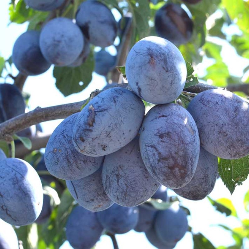 Plum (Prunus domestica) HANITA®