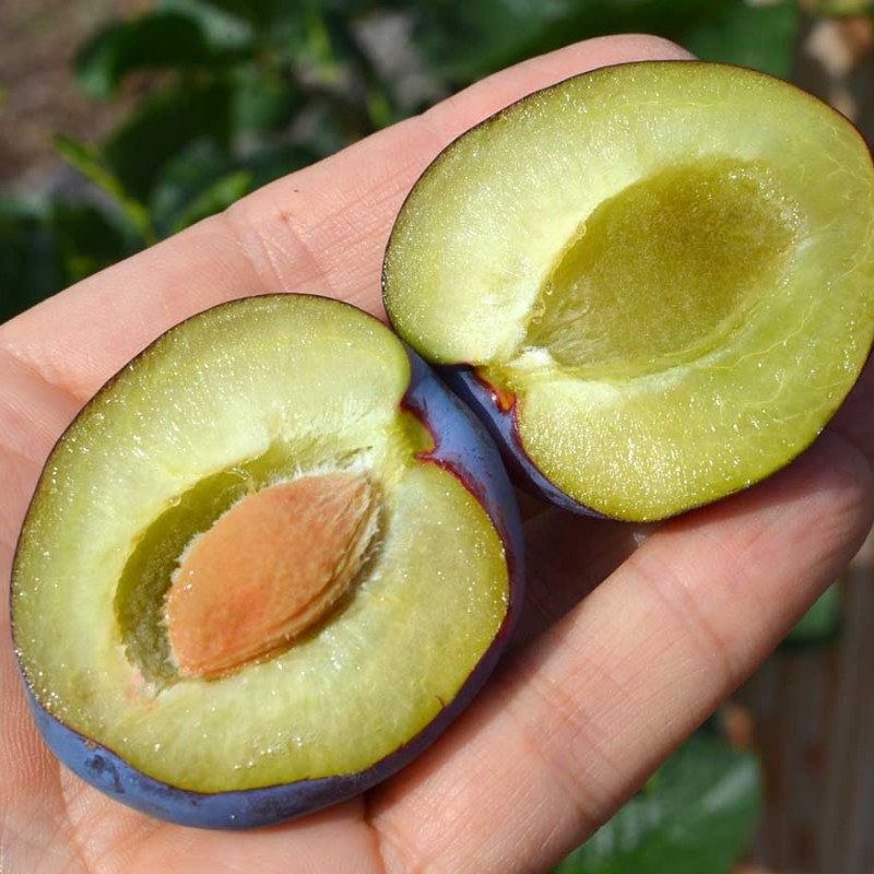 Plum (Prunus domestica) HAROMA®