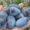 Pflaume (Prunus domestica) JOFELA®