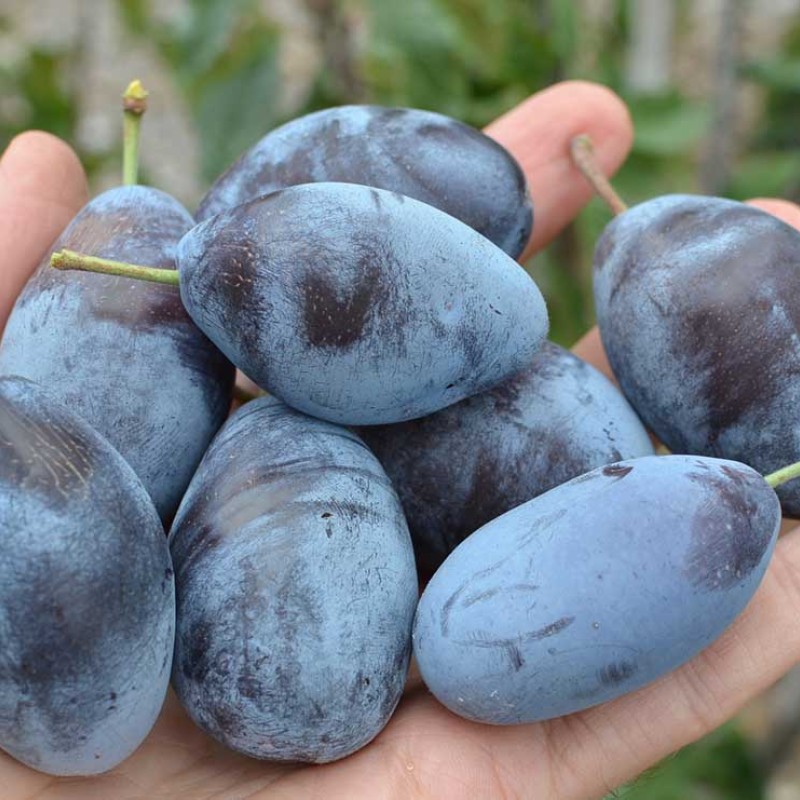 Pflaume (Prunus domestica) JOFELA®
