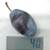 Pflaume (Prunus domestica) JOFELA®