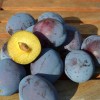 Plum (Prunus domestica) JOGANTA®