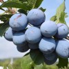 Plum (Prunus domestica) JOGANTA®
