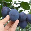 Slivka (Prunus domestica) JOJO®