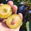 Plum (Prunus domestica) JUNA®
