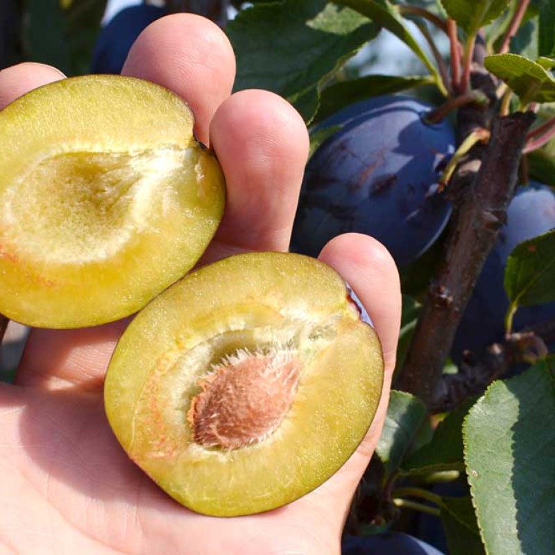 Plum (Prunus domestica) JUNA®