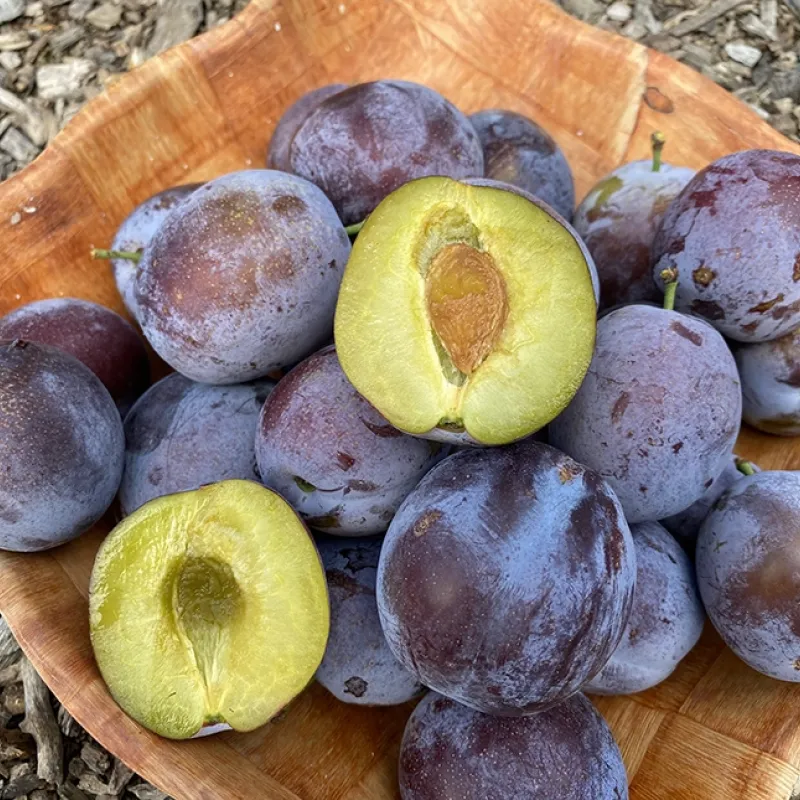 Plum (Prunus domestica) KABARDINSKAYA RANNAYA