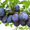 Plum (Prunus domestica) RENKLOD KARBISHEVA