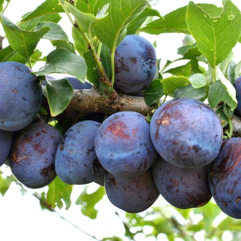 Plum (Prunus domestica) RENKLOD KARBISHEVA