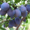 Plum (Prunus domestica) RENKLOD SOVIETSKY