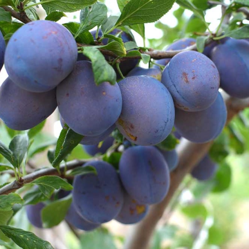 Plum (Prunus domestica) RENKLOD SOVIETSKY