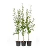 Plum (Prunus domestica) TOPFIVE®