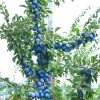 Slivka stĺpová (Prunus domestica) TOP®