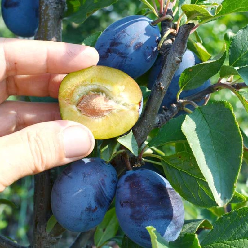 Slivka (Prunus domestica) TOPFIVE®