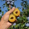 Slivka (Prunus domestica) TOPHIT PLUS®