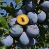 Slivka (Prunus domestica) TOPHIT PLUS®