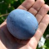 Slivka (Prunus domestica) TOPHIT PLUS®