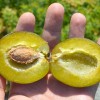 Slivka (Prunus domestica) TOPHIT PLUS®