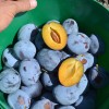 Slivka (Prunus domestica) TOPHIT PLUS®