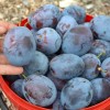 Slivka (Prunus domestica) TOPHIT PLUS®